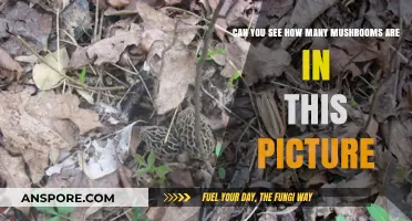 Spot the Mushrooms: A Hidden Fungi Challenge in This Picture