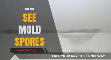 Can You See Mold Spores? Unveiling the Invisible Threat in Your Home
