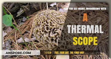 Thermal Scopes and Morel Mushrooms: Enhancing Foraging Visibility?
