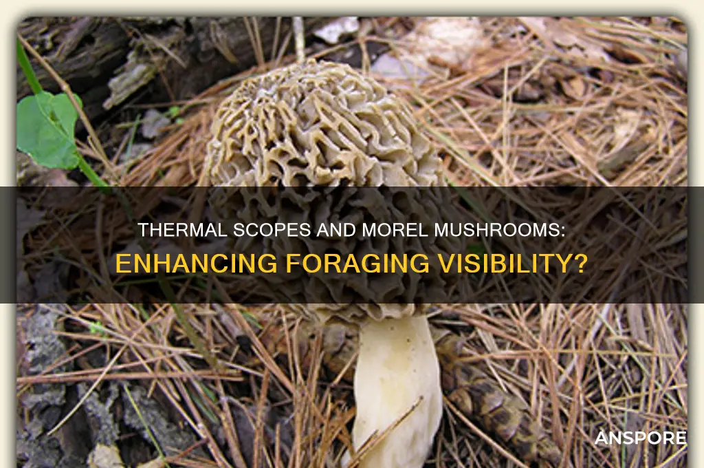 can you see morel mushrooms with a thermal scope