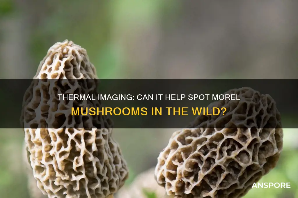 can you see morel mushrooms with thermal imaging