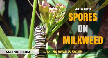 Spotting OE Spores on Milkweed: A Guide for Gardeners
