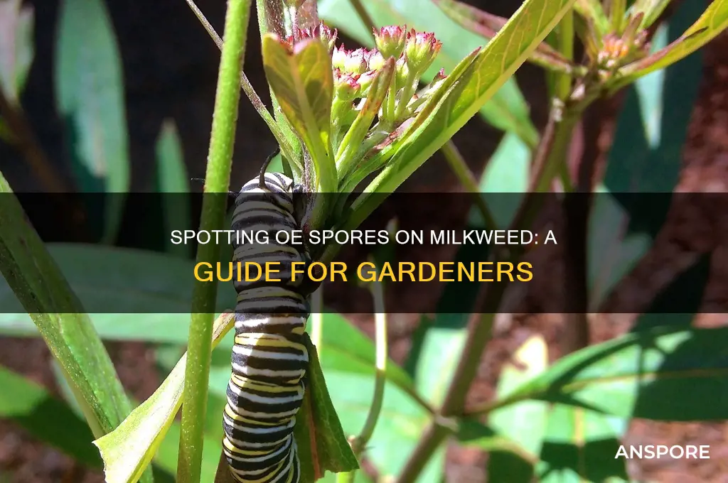can you see oe spores on milkweed
