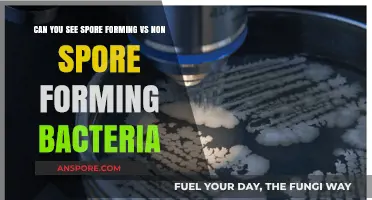 Spore-Forming vs. Non-Spore-Forming Bacteria: Key Differences and Visibility