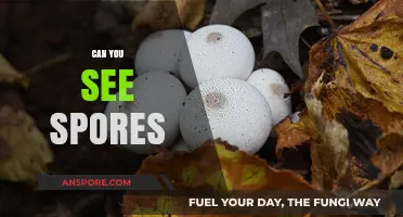 Can You See Spores? Unveiling the Invisible World of Fungi