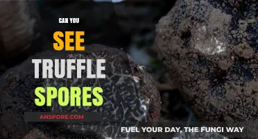 Can You See Truffle Spores? Unveiling the Mystery of Fungal Reproduction
