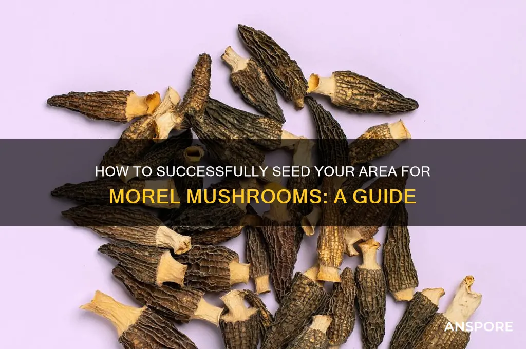 can you seed an area for morel mushrooms