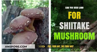Seeding Land for Shiitake Mushrooms: A Beginner's Guide to Success