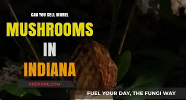Selling Morel Mushrooms in Indiana: Legalities, Opportunities, and Best Practices