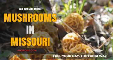 Selling Morel Mushrooms in Missouri: Legalities, Opportunities, and Best Practices