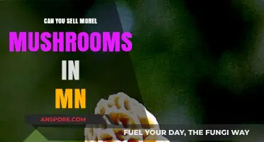 Selling Morel Mushrooms in Minnesota: Legalities, Opportunities, and Tips