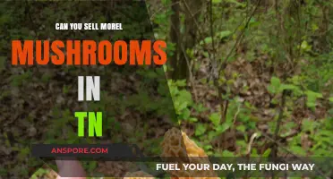 Selling Morel Mushrooms in Tennessee: Legalities, Opportunities, and Best Practices