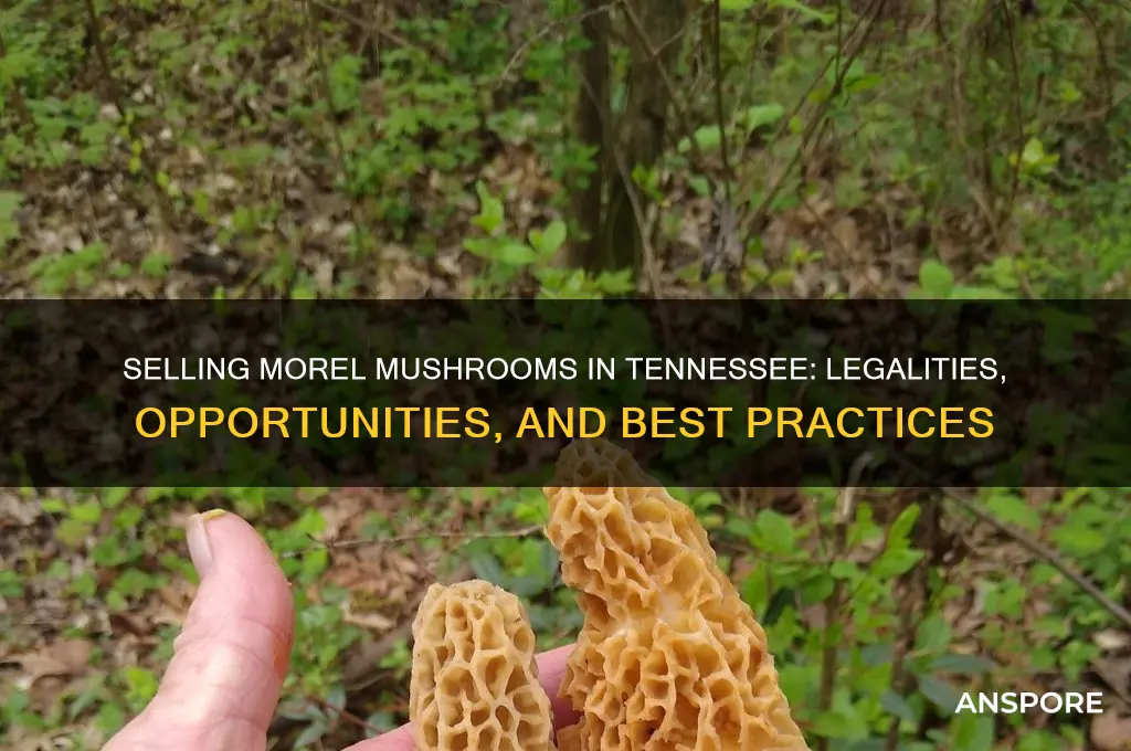 can you sell morel mushrooms in tn