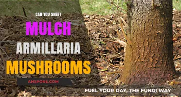 Sheet Mulching to Combat Armillaria Mushrooms: Effective Strategies for Gardeners