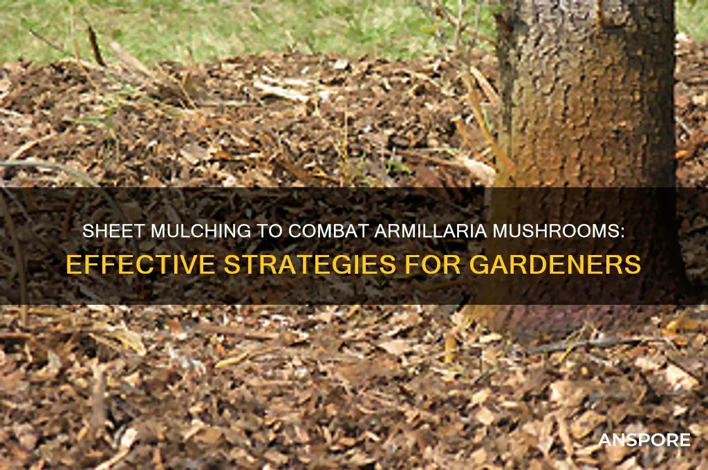 can you sheet mulch armillaria mushrooms