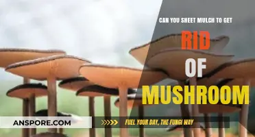 Sheet Mulching for Mushroom Control: Effective or Just a Myth?