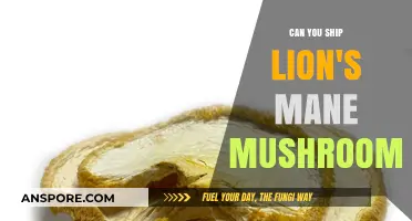 Shipping Lion's Mane Mushrooms: Legal, Safe, and Practical Tips