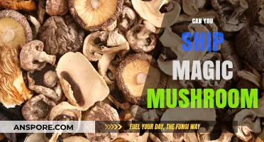 Shipping Magic Mushrooms: Legal Risks and Safe Alternatives Explained