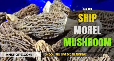Shipping Morel Mushrooms: Legal, Safe, and Practical Tips for Transport