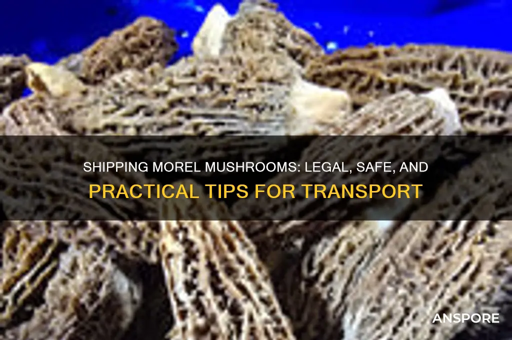 can you ship morel mushrooms