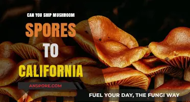 Shipping Mushroom Spores to California: Legalities and Guidelines Explained