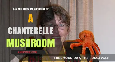 Discover the Golden Chanterelle Mushroom: A Visual Guide to Identification