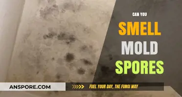 Can You Smell Mold Spores? Uncovering the Truth Behind the Scent