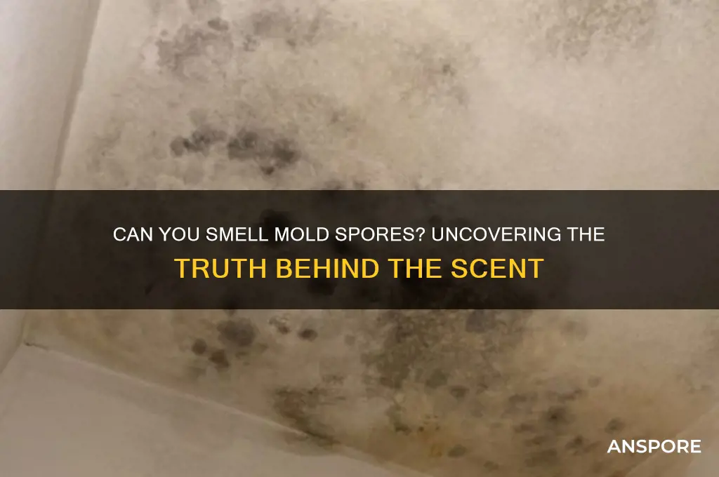 can you smell mold spores