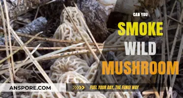 Exploring the Risks: Can You Smoke Wild Mushrooms Safely?