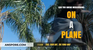 Sneaking Mushrooms on a Plane: Risks, Rules, and Realities