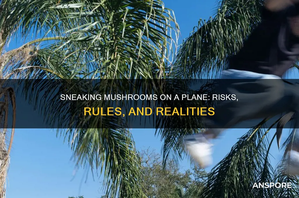can you sneak mushrooms on a plane