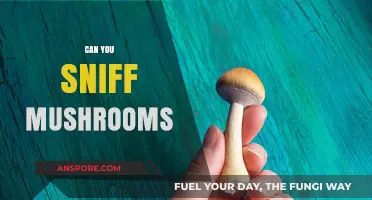 Sniffing Mushrooms: Risks, Myths, and What You Need to Know