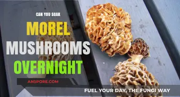 Can You Soak Morel Mushrooms Overnight? Tips and Best Practices