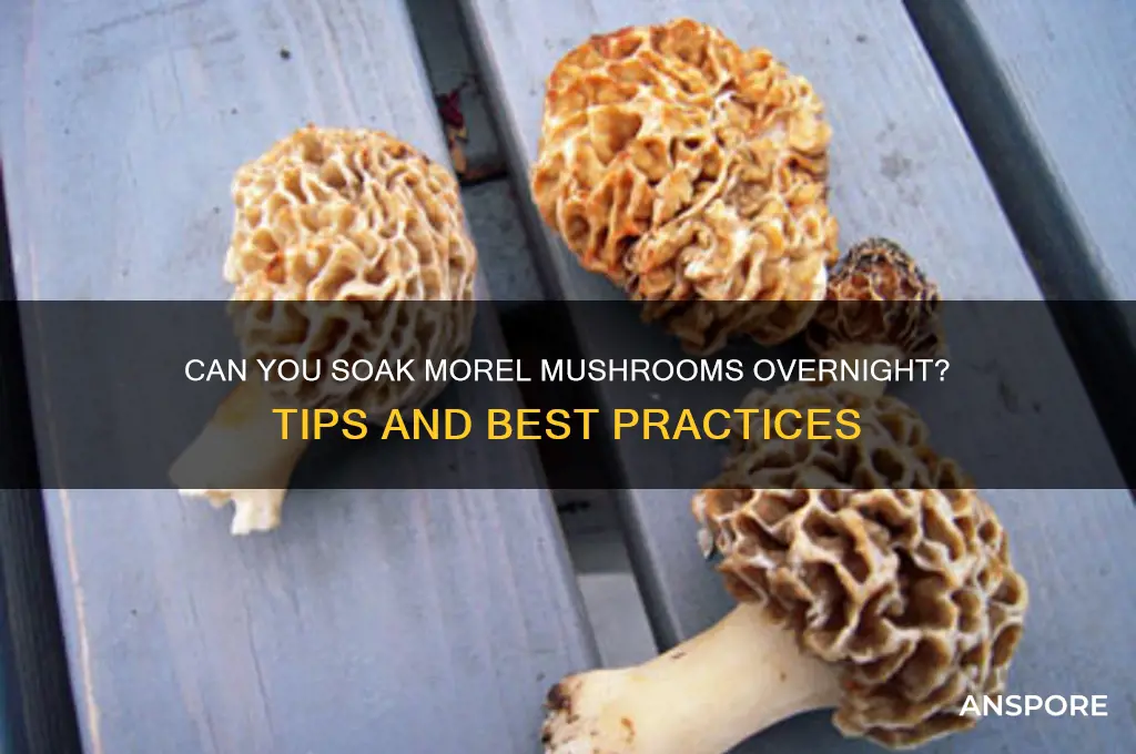 can you soak morel mushrooms overnight