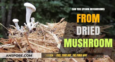 Reviving Dried Mushrooms: Can You Grow Fresh Fungi from Dehydrated Caps?