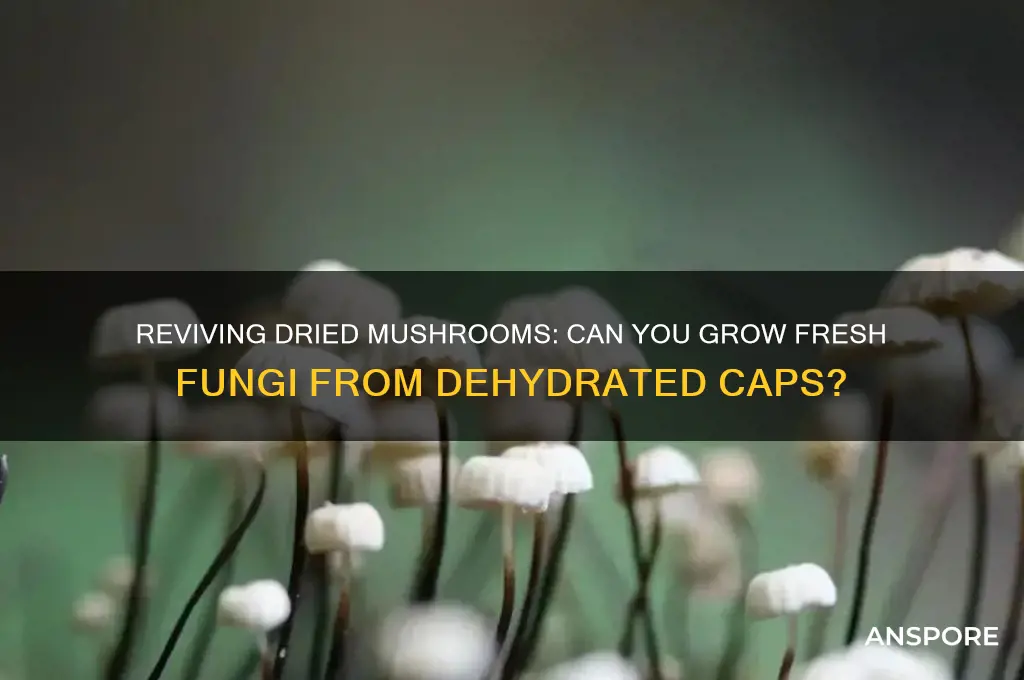 can you spawn mushrooms from dried mushrooms