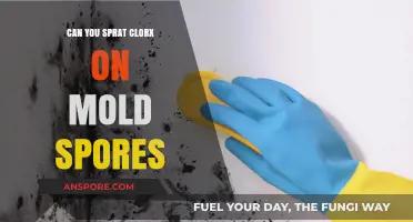 Can You Spray Clorox on Mold Spores? A Complete Guide