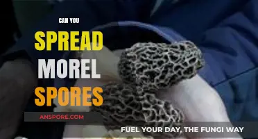 Spreading Morel Spores: Techniques, Success Rates, and Best Practices