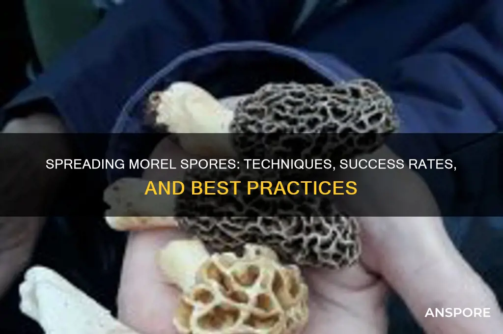 can you spread morel spores