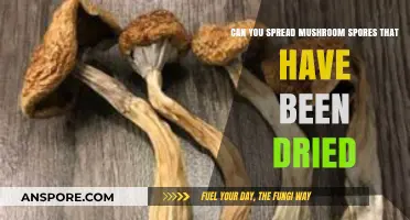Can Dried Mushroom Spores Be Spread? A Comprehensive Guide