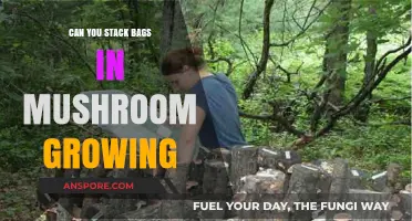 Stacking Bags for Mushroom Growing: Best Practices and Tips