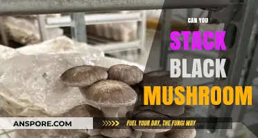 Stacking Black Mushrooms: Tips, Safety, and Culinary Uses Explained