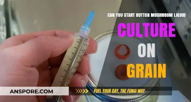 Growing Button Mushrooms: Starting Liquid Culture on Grain Simplified