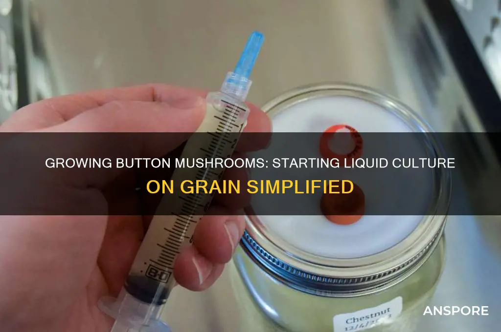 can you start button mushroom liquid culture on grain