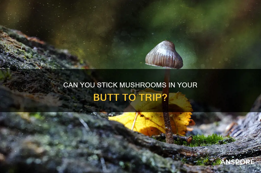 can you stick mushrooms in your butt to trip
