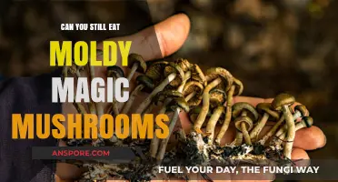 Moldy Magic Mushrooms: Risks of Consuming Contaminated Psilocybin