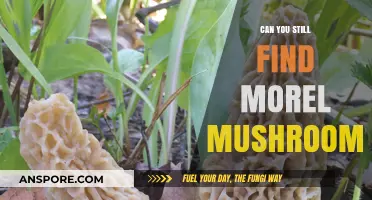 Where to Find Morel Mushrooms: Tips for a Successful Foraging Adventure