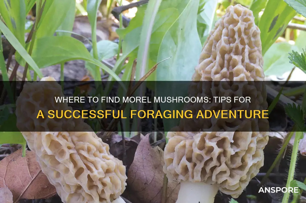 can you still find morel mushrooms