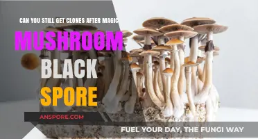 Post-Black Spore Cloning: Can Magic Mushroom Clones Still Thrive?