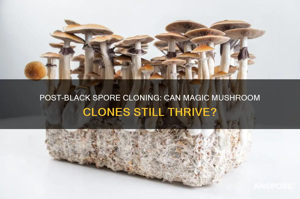 can you still get clones after magic mushroom black spore